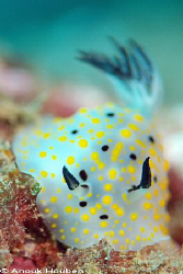 Halgerda punctata. Picture taken in Weligama, Sri Lanka. by Anouk Houben 